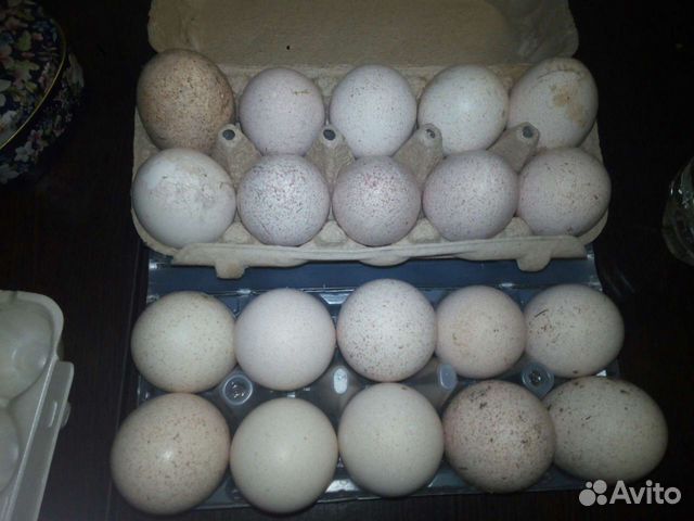 Купить инкубационное яйцо брянская область. Инкубационное яйцо Биг-6 Дамате. Инкубационное яйцо индейки Биг 6. H-01 яйцо инкубационное. Инкубационное яйцо родонит.