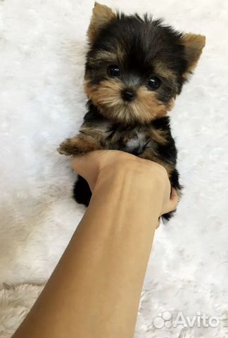 Ветеринарный врач с выездом на дом