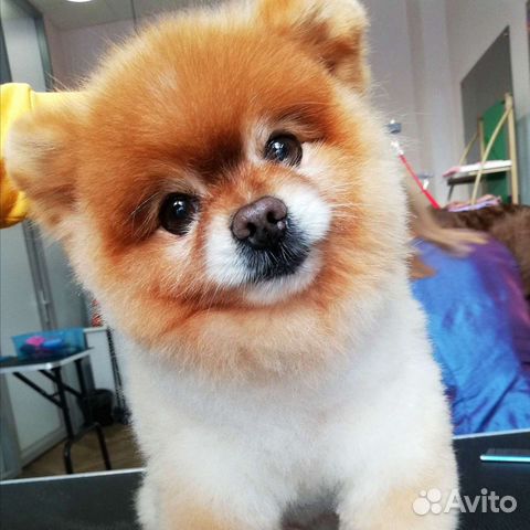 Грумер. Стрижка собак