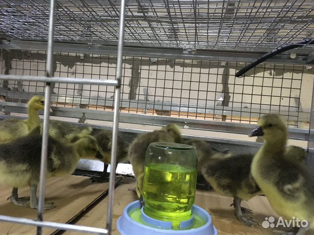 Гусята домашние