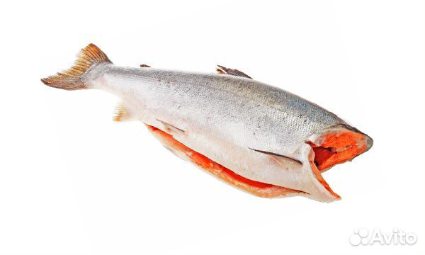 Форель,палтус,кижуч,лосось,сибас,дорадо (рыба,море