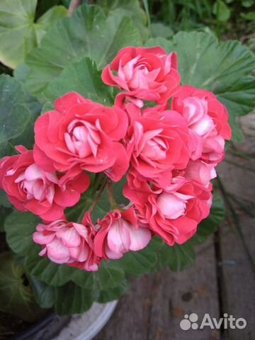 Пеларгония розебудная и другие комнатные растения