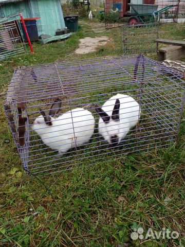 Калифорнийские Кролики Купить В Нижегородской Области Починки