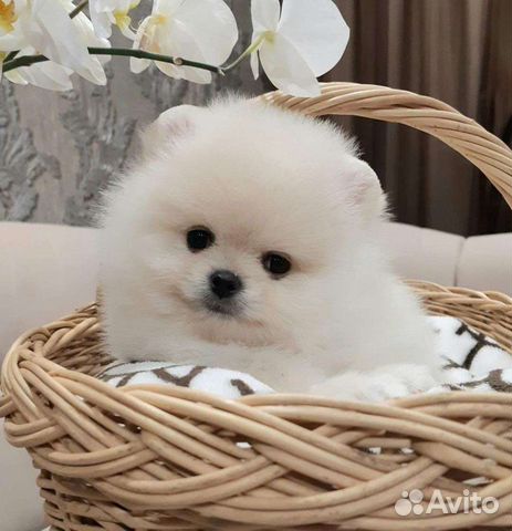 Померанский шпиц медвежьего типа