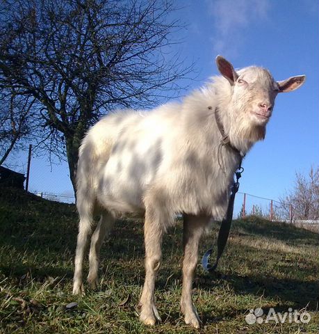 Козёл на вязку