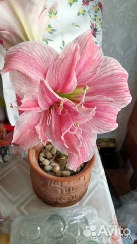 Гиппеаструм