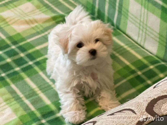 Сладкий медвежонок Мальтипу ф1