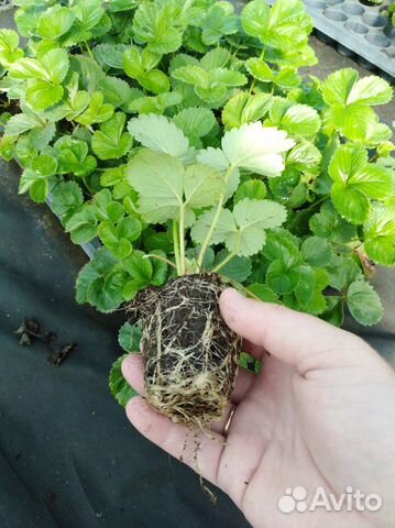 Рассада разных сортов клубники и ежевики