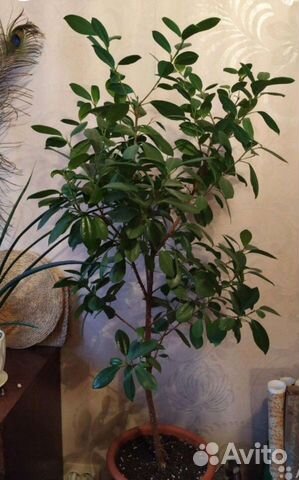 Фикус микрокарпа