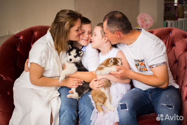 Фотосессия с Хаски