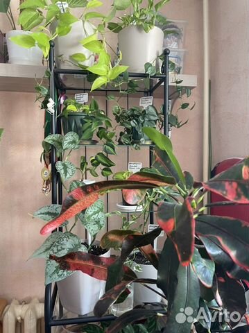 Комнатные цветы