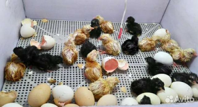 Инкубационное яйцо