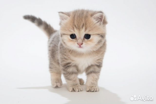 Клубные британские золотые котята