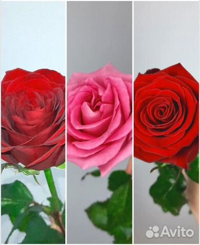 Розы розница опт букеты доставка