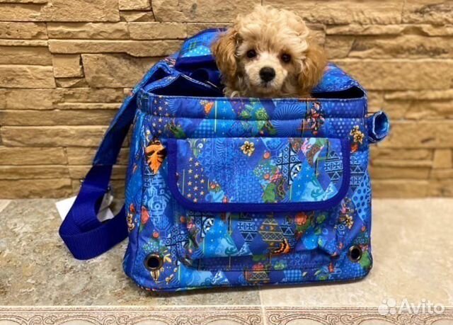 Сумка- переноска для собак сочи2014