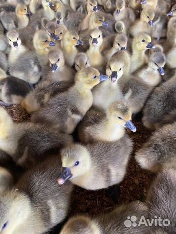 Гусята,утята,муларды,бройлер