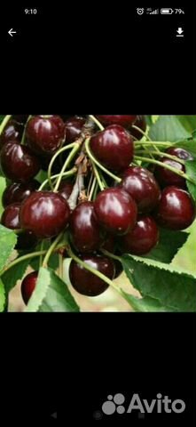 Вишня черешневая саженцы