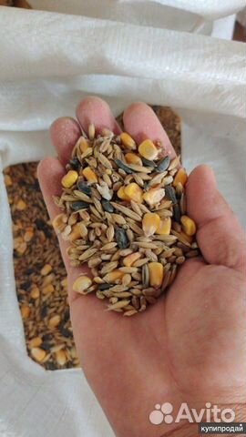 Зерносмесь качественное зерно Незнамово