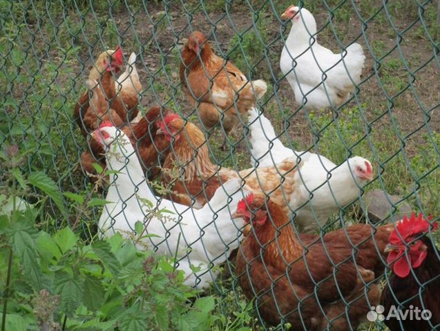 Куры несушки