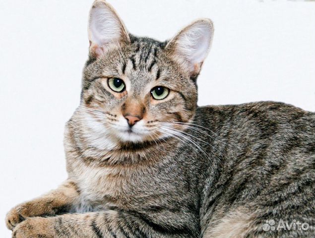 Возьми кошку из приюта