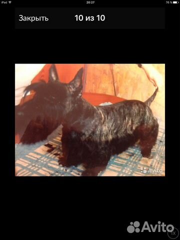 Стрижка собак и кошек (на дому и с выездом)