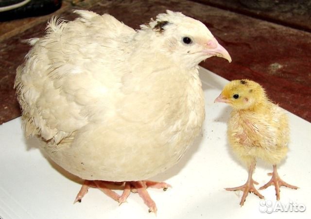 Инкубационные яйцо перепелов, цыплята