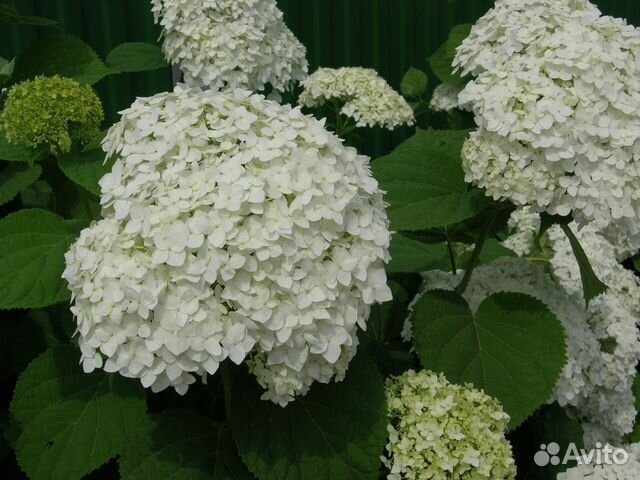 Продаются кустарники гортензии Инкредибол, много