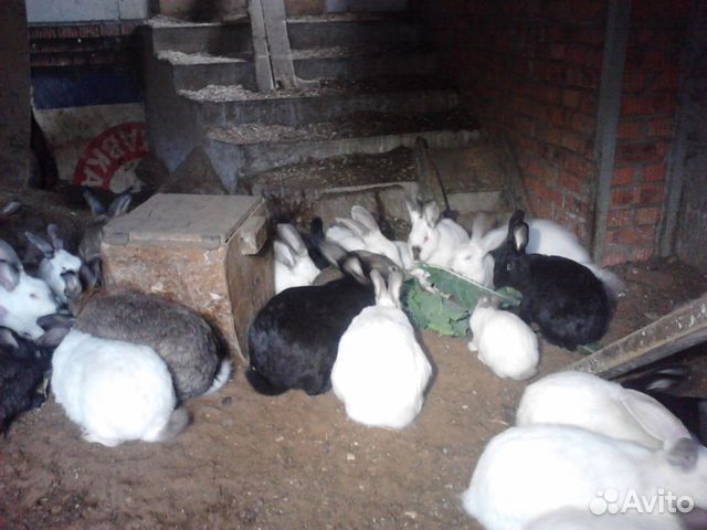 Кролики разные купить на Зозу.ру - фотография № 1
