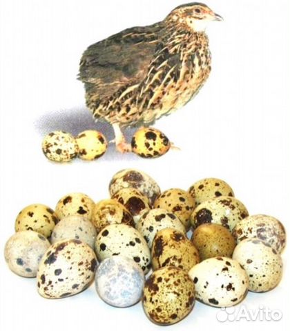 Перепелиные яйца для инкубации купить на Зозу.ру - фотография № 1