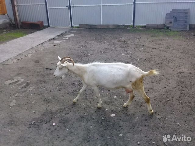 Дойная коза купить на Зозу.ру - фотография № 1