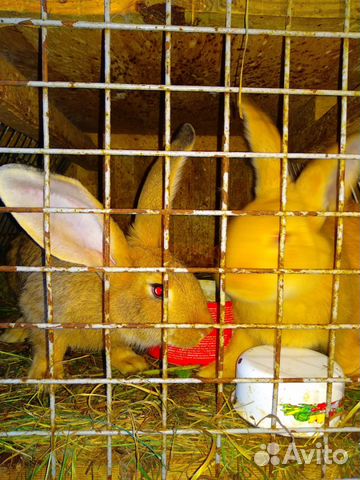 Кролики самец на развод фландер купить на Зозу.ру - фотография № 3