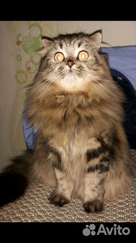 Шотландская кошка Шотландская кошка