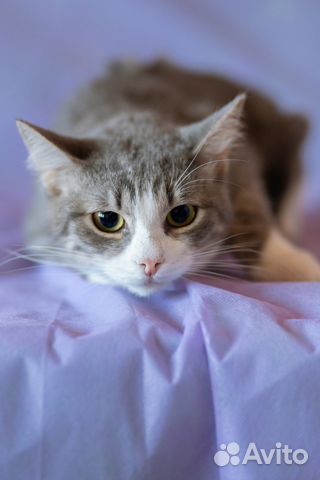 Кот Мотя в самые добрые руки Кот Мотя в самые добрые руки