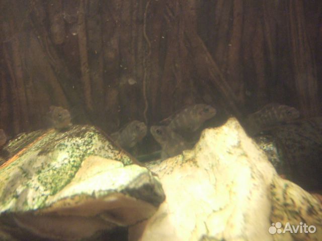 Львиноголовые цилиды (Steatocranus casuarius)