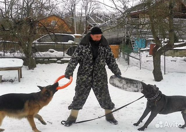 Дрессировка собак окд,угс