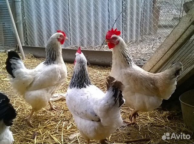 Инкубационное Яйцо, цыплята купить на Зозу.ру - фотография № 2