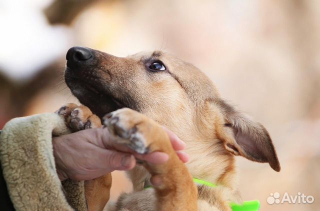 Очаровательный щенок мальчик в добрые руки купить на Зозу.ру - фотография № 6