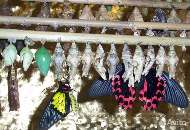 Высокорентабельны бизнес ферма тропических бабочек