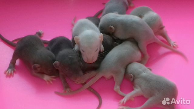 Крысята Дамбо шоколадные и кофе с молоком Крысята Дамбо шоколадные и кофе с молоком