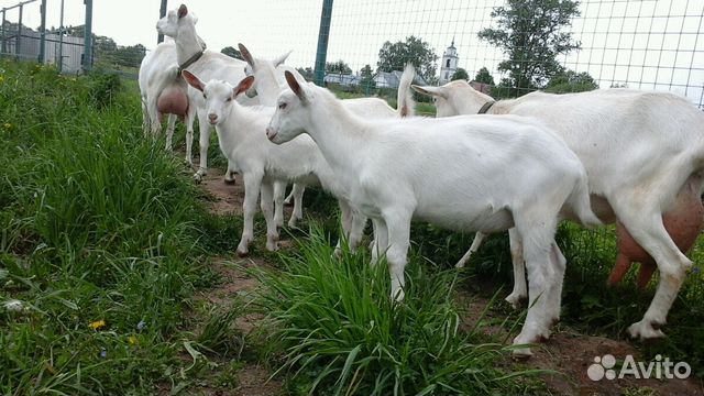 Продажа чистопородных зааненских коз и козлов купить на Зозу.ру - фотография № 5