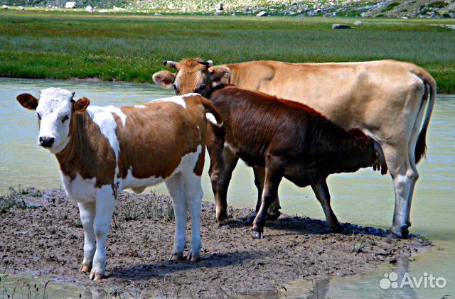 Бык корова теленок