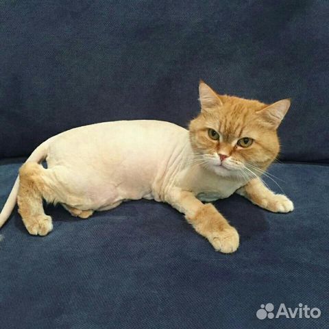 Стрижка собак и кошек Стрижка собак и кошек