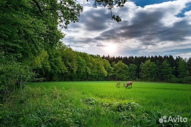 Участок 10 сот. (ИЖС) Участок 10 сот. (ИЖС)