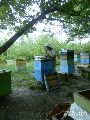 Пчелы, матки нового года купить на Зозу.ру - фотография № 2