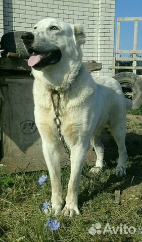 авито кавказский волкодав. авито кавказский волкодав. авито кавказский волкодав. авито кавказский волкодав. щенки волкодава 1 месяц.