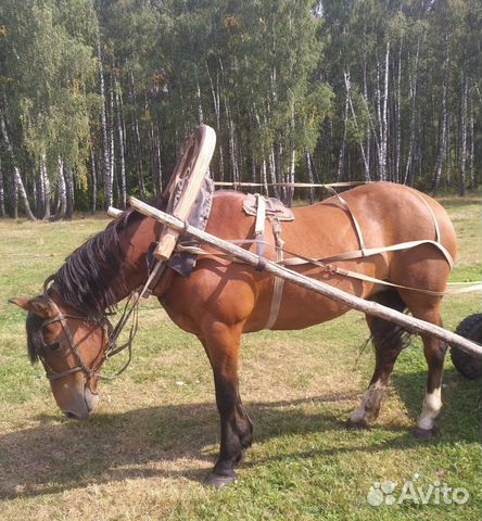 Продажа Лошадей В Воронежской Области