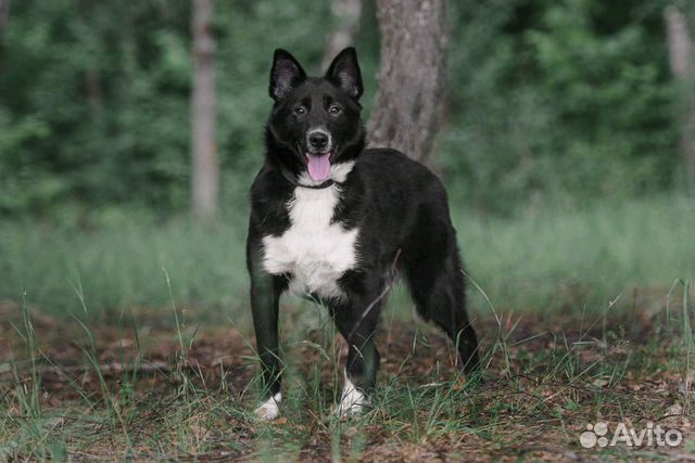 Собака Дельта купить на Зозу.ру - фотография № 2