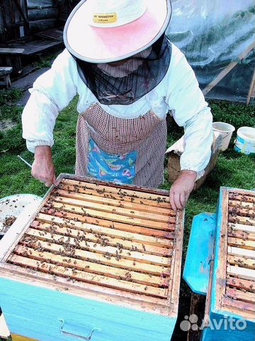 Пчелосемьи, пчелы купить на Зозу.ру - фотография № 1