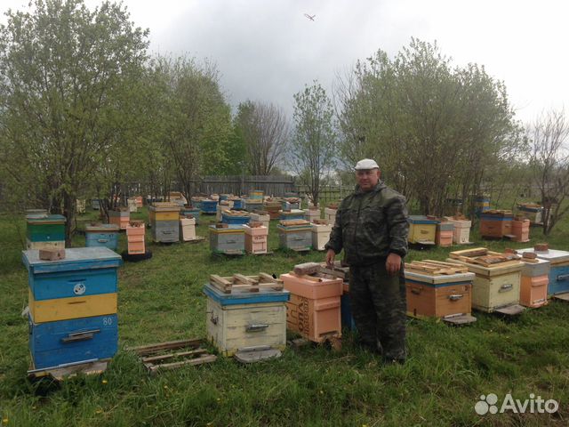 Пчёлопакеты Карника купить на Зозу.ру - фотография № 4