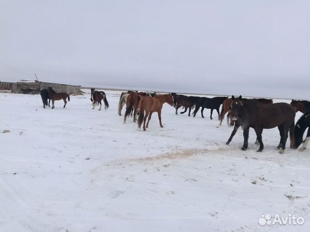 Лошади пропали купить на Зозу.ру - фотография № 5